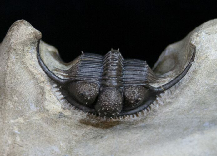 Gorgeous Cyphaspides Trilobite - Super Preparation #11181